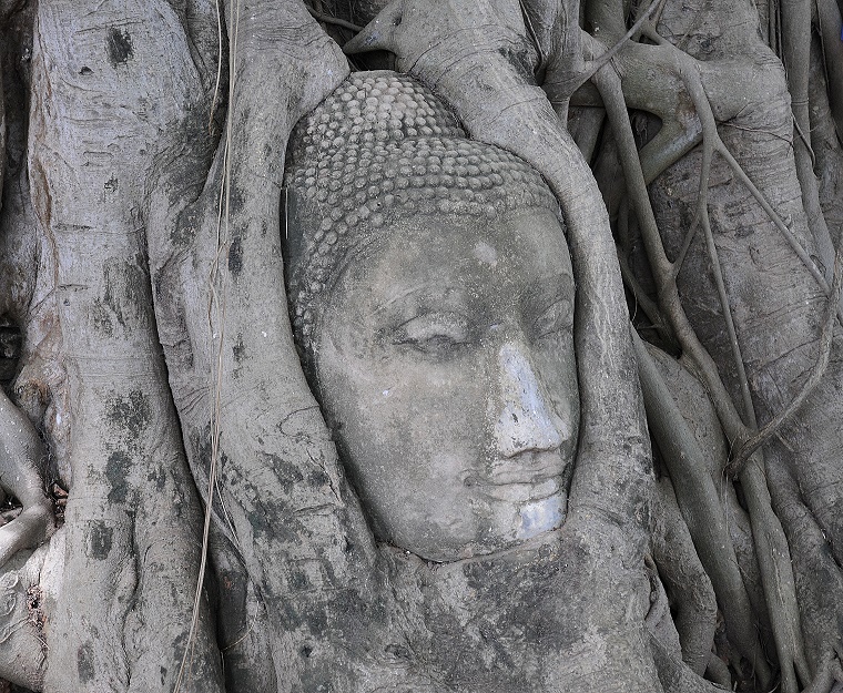 Méditation • Tête de Bouddha, Wat Phra Mahathat (temple d’Ayutthaya), Thaïlande, 4 juillet 2008