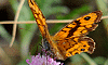 Papillon aux ailes meurtries, oranges et noires, ’’La Marette’’, site naturel protégé aux environs d’Aigues-Mortes, Gard, France, 9 octobre 2011