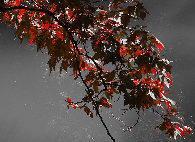 Mirage • Branche d’érable et son reflet argenté sur l’eau calme du Lez, Parc de Montplaisir, Castelnau le Lez, Hérault, France, 12 novembre 2011