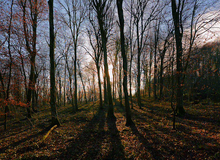 Forêt enchantée : Forêt dans les environs d’Urcerey, Territoire de Belfort, France, 24 décembre 2012